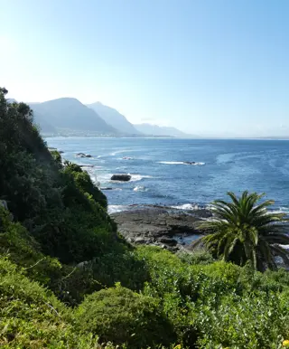 Besuche das Walparadies in Hermanus